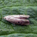 Aphomia sociella (bee moth) Kenneth Noble